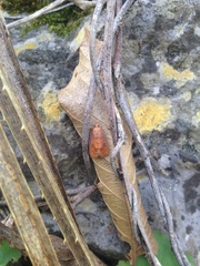 Agonopterix robiniella