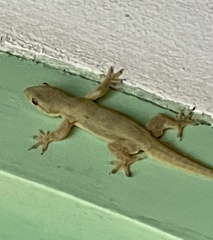 Hemidactylus platyurus