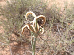 Cyrtanthus helictus