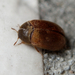 Brown Carpet Beetle - Photo (c) Kim Falck, some rights reserved (CC BY-NC), uploaded by Kim Falck