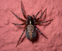 Textrix denticulata