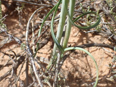 Cyrtanthus helictus