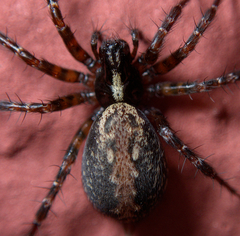 Textrix denticulata
