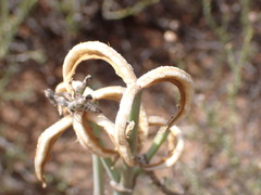 Cyrtanthus helictus