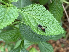 Ropalidia sumatrae