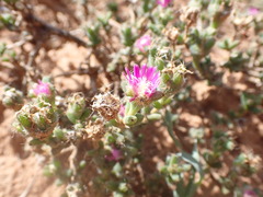 Trichodiadema emarginatum