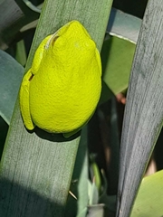 Hyperolius tuberilinguis