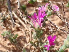 Trichodiadema emarginatum