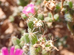 Trichodiadema emarginatum