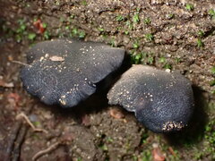 Entoloma serrulatum