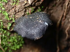 Entoloma serrulatum
