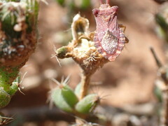 Trichodiadema emarginatum