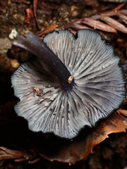 Entoloma serrulatum