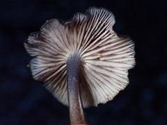 Entoloma serrulatum