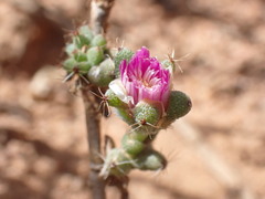 Trichodiadema emarginatum