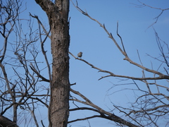 Aphelocephala leucopsis