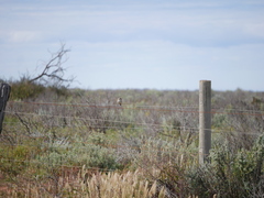 Aphelocephala leucopsis
