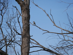 Aphelocephala leucopsis