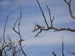 Aphelocephala leucopsis