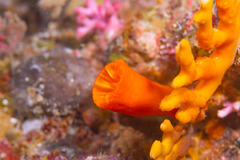 Tubastraea