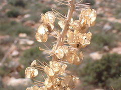Drimia altissima