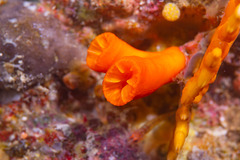 Tubastraea