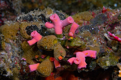 Tubastraea