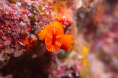 Tubastraea