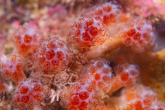 Aplousobranchia