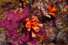 Tubastraea
