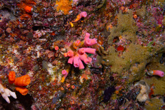 Tubastraea