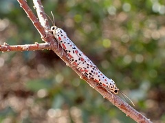 Utetheisa pulchelloides