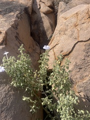 Barleria heterotricha