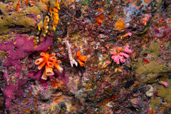 Tubastraea