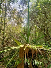 Furcraea