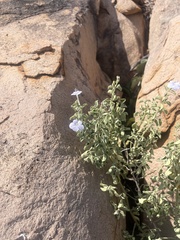 Barleria heterotricha
