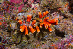 Tubastraea