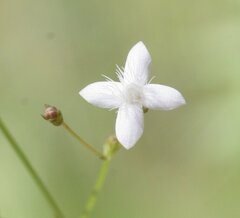 Paranotis mitrasacmoides