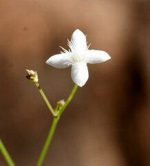 Paranotis mitrasacmoides