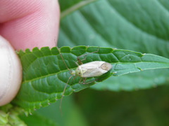 Adelphocoris quadripunctatus