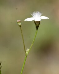 Paranotis mitrasacmoides