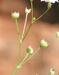 Paranotis mitrasacmoides