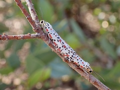 Utetheisa pulchelloides