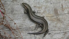 Pseudemoia pagenstecheri