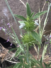 Leucas sexdentata
