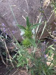 Leucas sexdentata