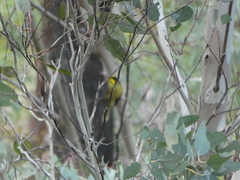 Lichenostomus melanops