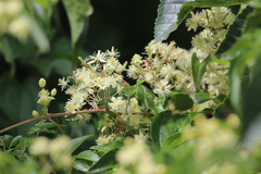 Clematis peterae