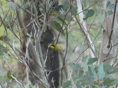 Lichenostomus melanops