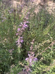 Syncolostemon canescens